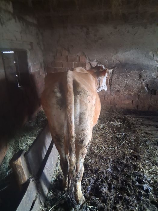 Vand vaca de 8 ani