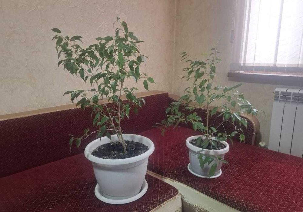 домашние фикусы Бенджамина