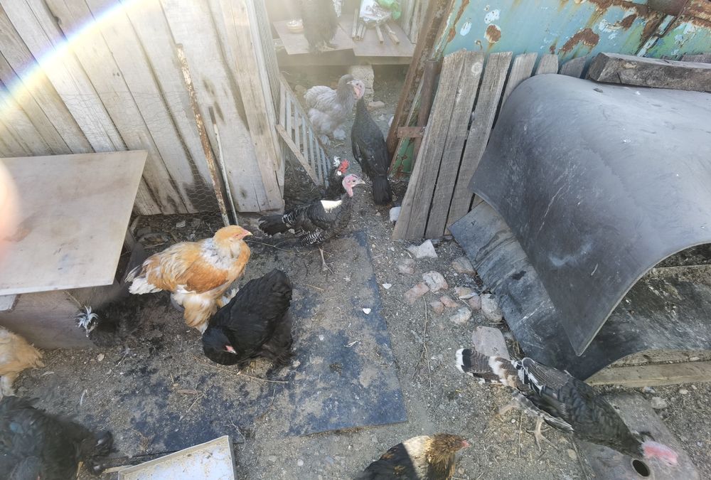 Pui rațe mute și curca
