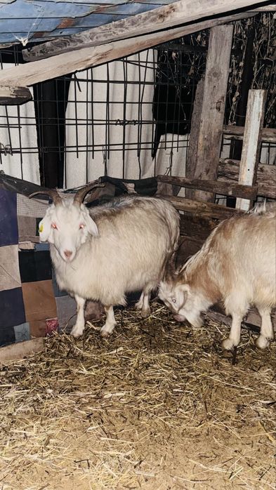 Продам козу стельную и козла