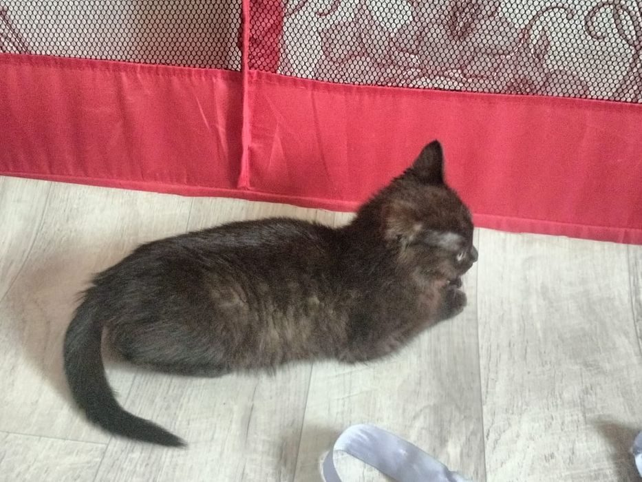 Отдам в добрые руки