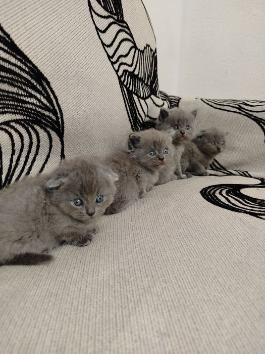 Маленькие кошечки