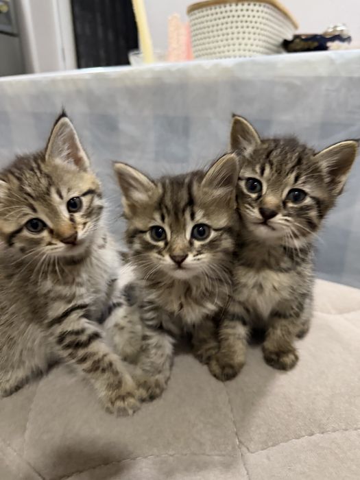 Котята от красивой кошки-мамы