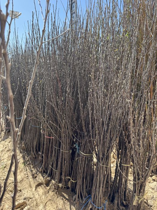 Mevaliy va dekarativniy kochatlar  6 000 so’m  kamida 100 ta olganga