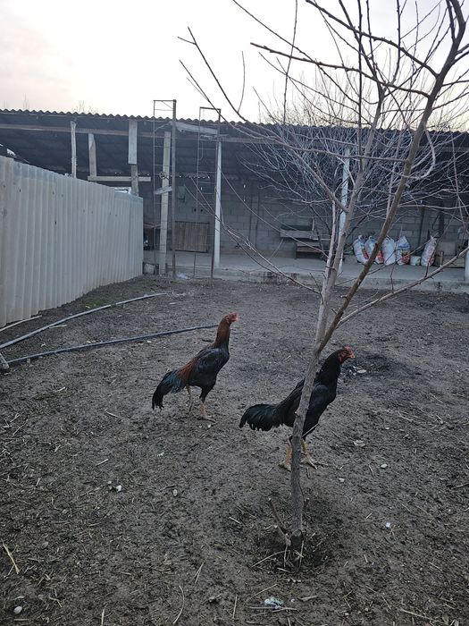 Бойцовские петухи