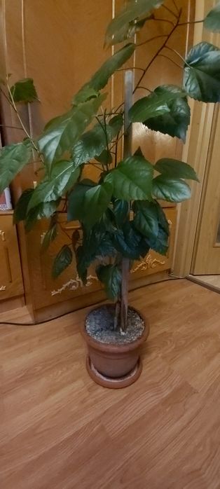 Vand trandafiri japonezi