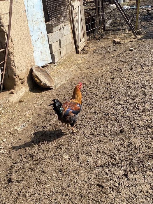 Кораздар сатылады