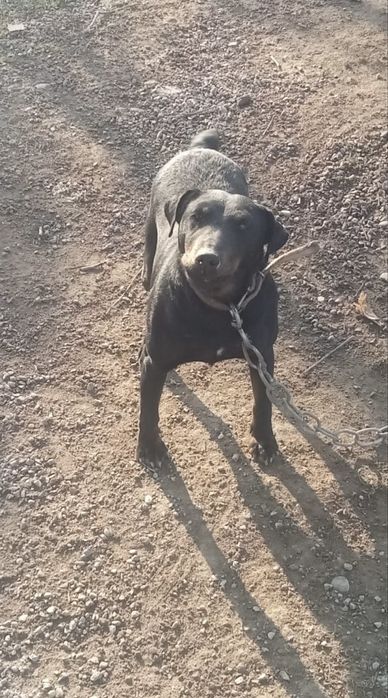 Ягдтерьер сука рабочи