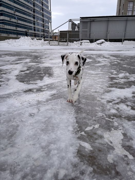 Отдам щенка Далматина