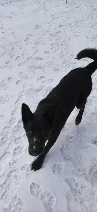 Căutăm o familie iubitoare pentru un cățel jucăuș