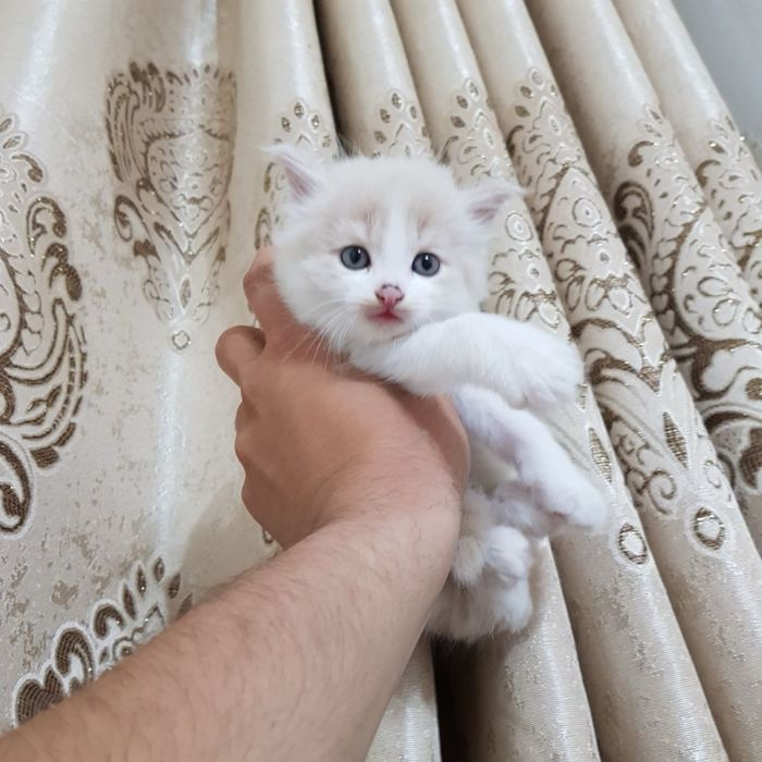 Скоттиш фолд гибрид