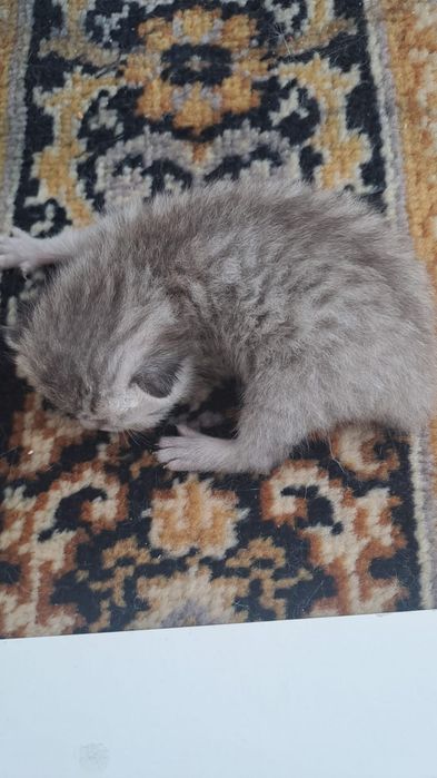 Бронь на котят родились 29 июня