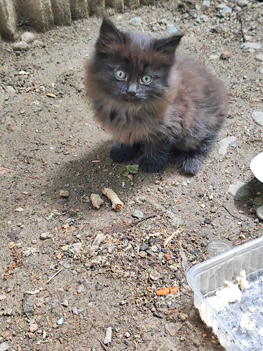 Котята бесплатно