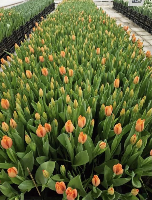 ТЮЛЬПАНЫ ОПТОМ сезон март 2026