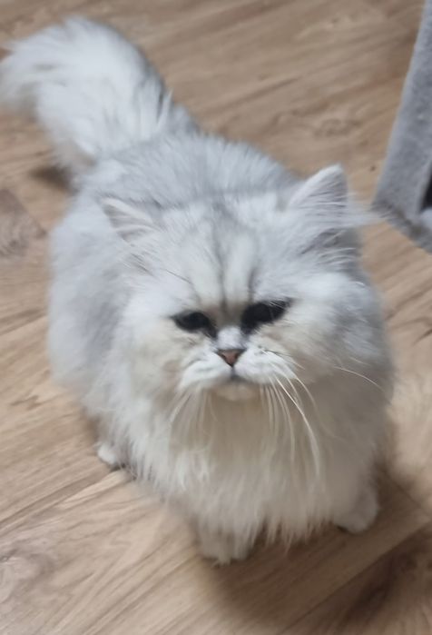 Motănel persan chinchilla disponibil