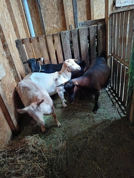 Capre gestante de vânzare