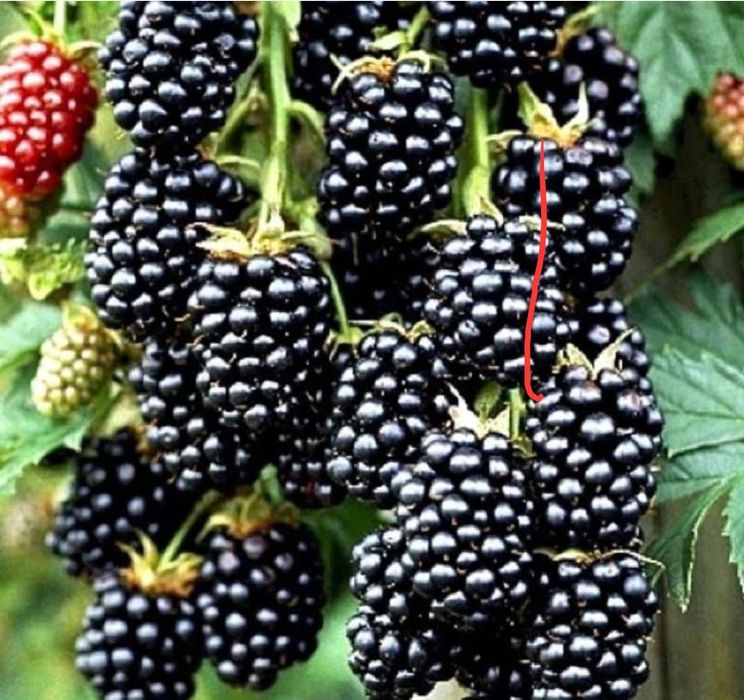 Mur thornfree fara spini