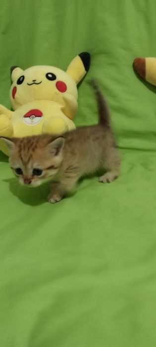 Продам котят Скоттиш Страйт фолд