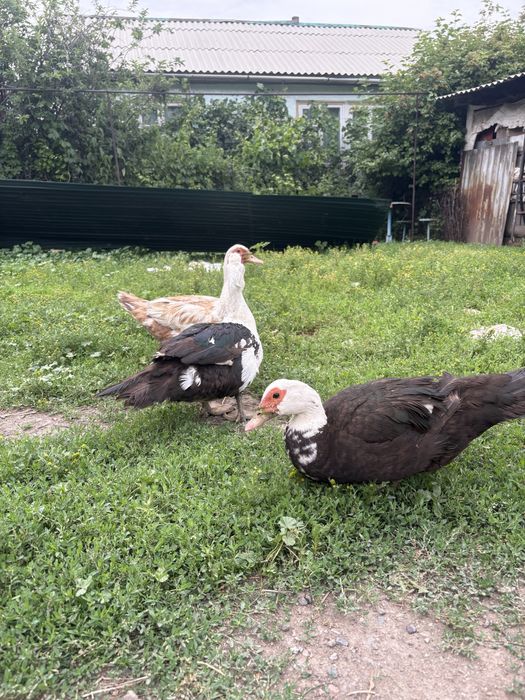 Продам индоуток