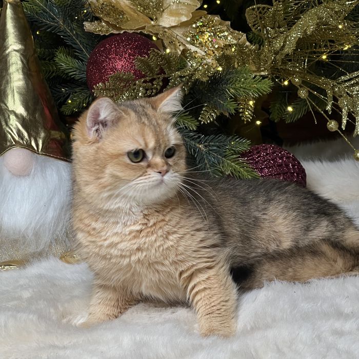 Британецы мальчик и девочка NY12