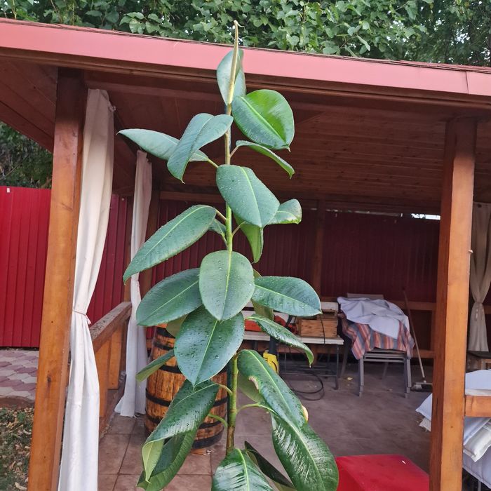 Ficus 2 metri de 6 ani plus ghiveci