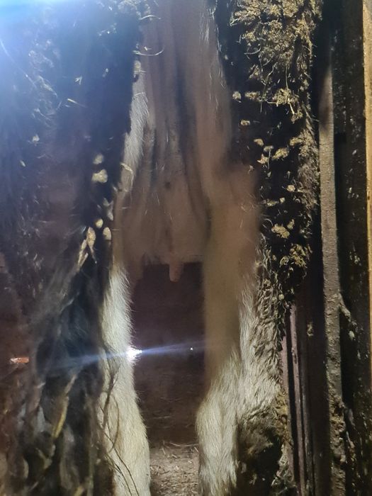 Vand junica la prima fatare