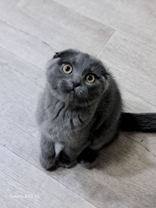 Скоттиш фолд девочка