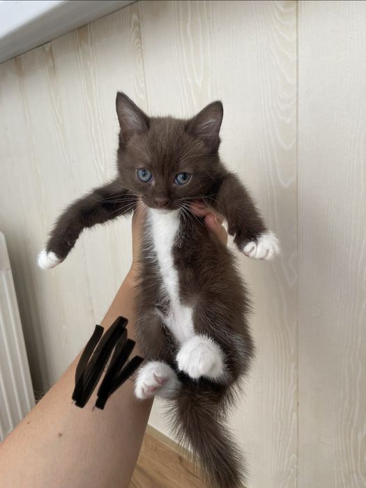 Котенок в добрые руки