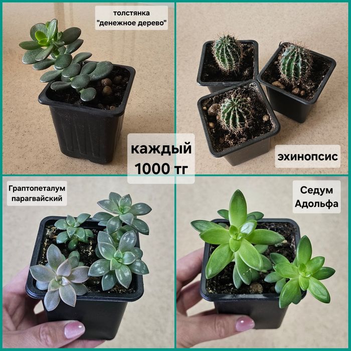 Цветы и растения