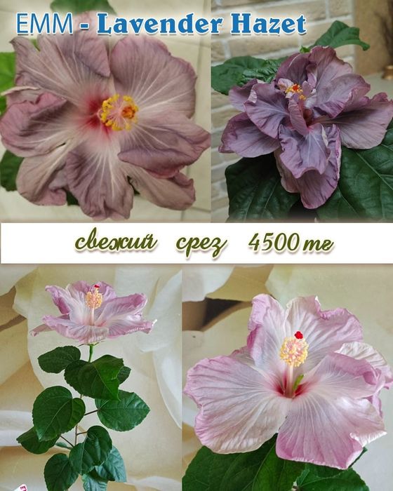 Продам сортовые гибискусы