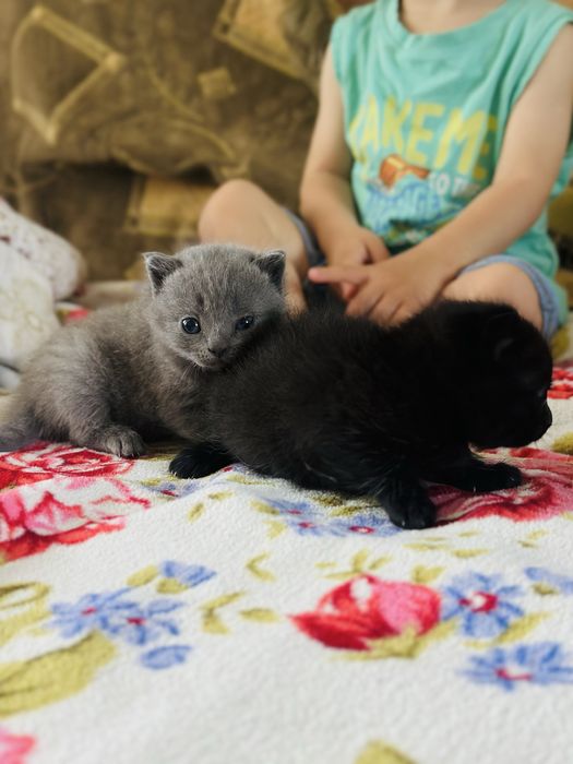 Котята для БРОНИ