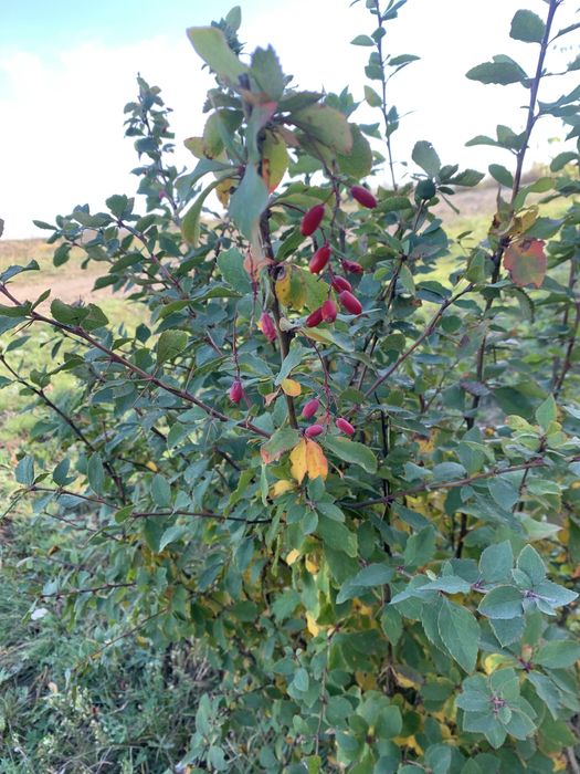Продам саженцы деревьев, кустарников
