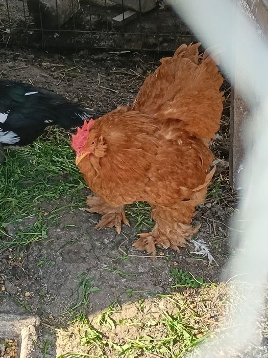 Cocoș caută altă casa