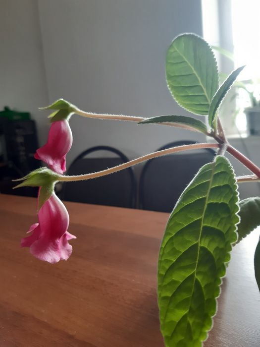 Продам комнатные цветы