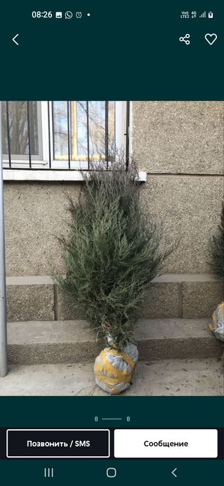 Саженцы көшеттердың барлық түрі бар