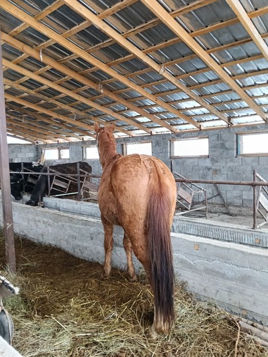 Дөнен сатылады мінгі
