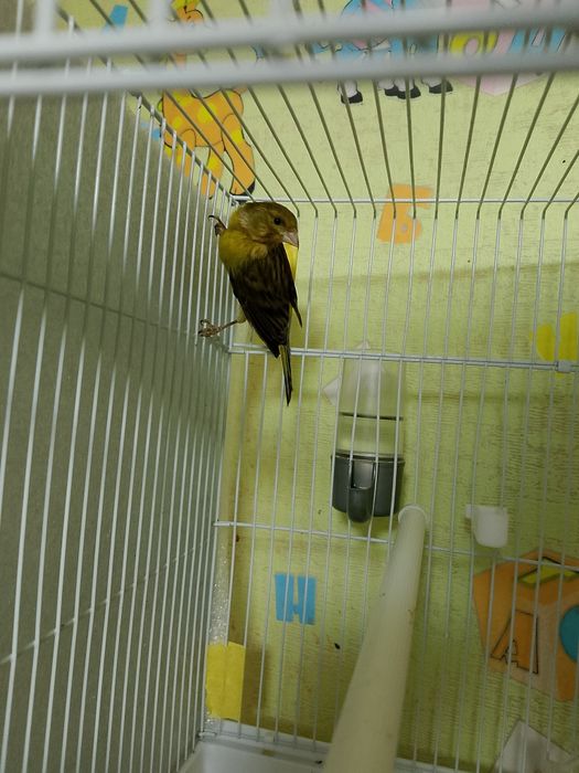 Канарейка нар тоза