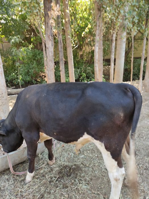 Vdbdvgʻlavv kskcscs