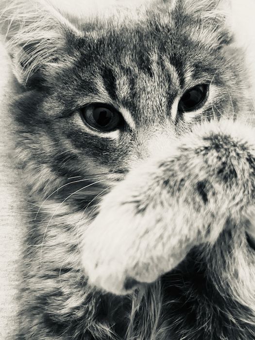 Кошка мальчик милый