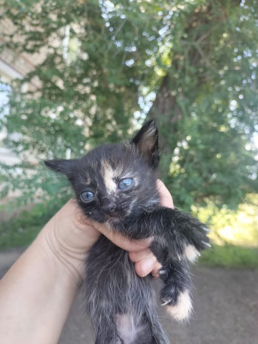 Котята срочно ищут  дом!