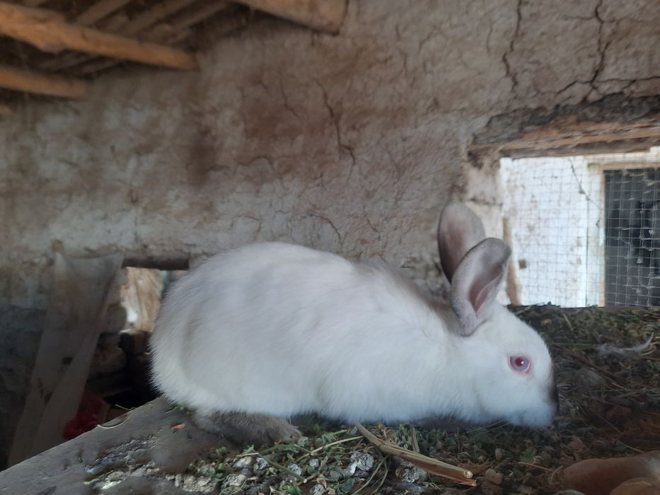 Quyon bolalari sotiladi 40mindan