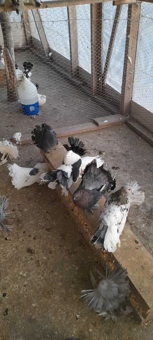 Porumbei de vânzare mai multe rase