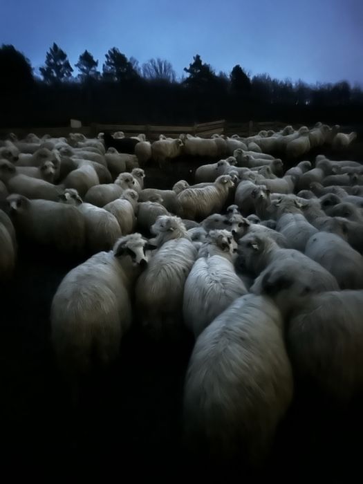 Vand 300 oi si 100 mielute de anul trecut!