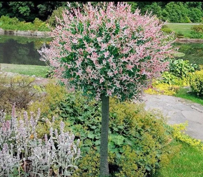 salcie japoneza la ghiveci tufa sau pom