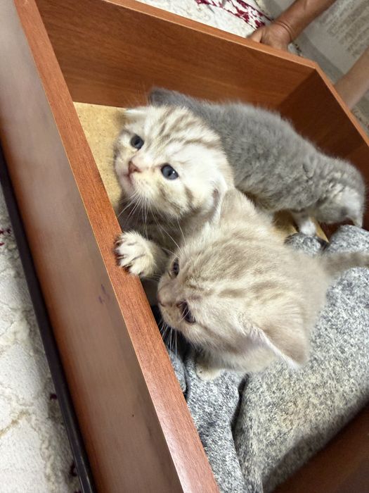 Британские котчта