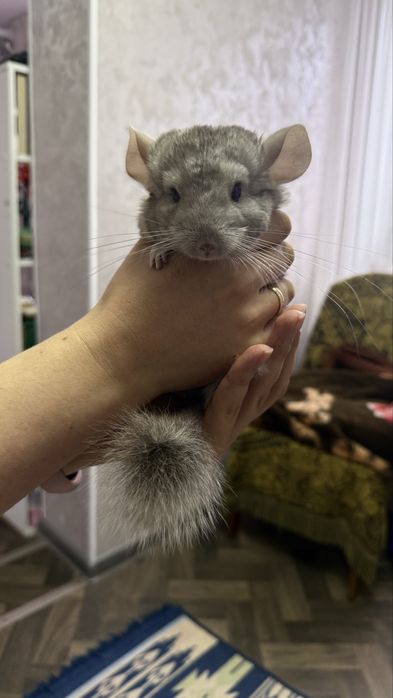 Шиншилла мальчик 3 месяца