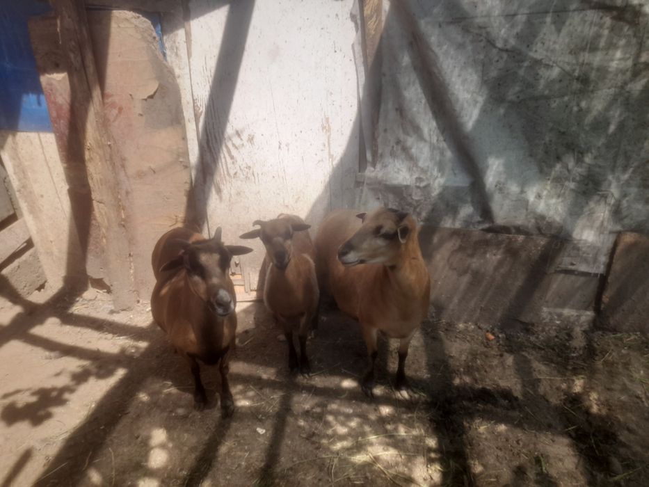 Vand oi camerun  sunt din techirghiol