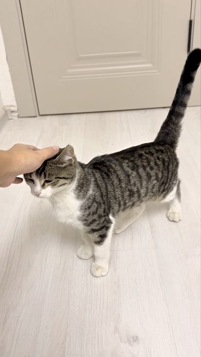 Умный кот мальчик в добрые руки