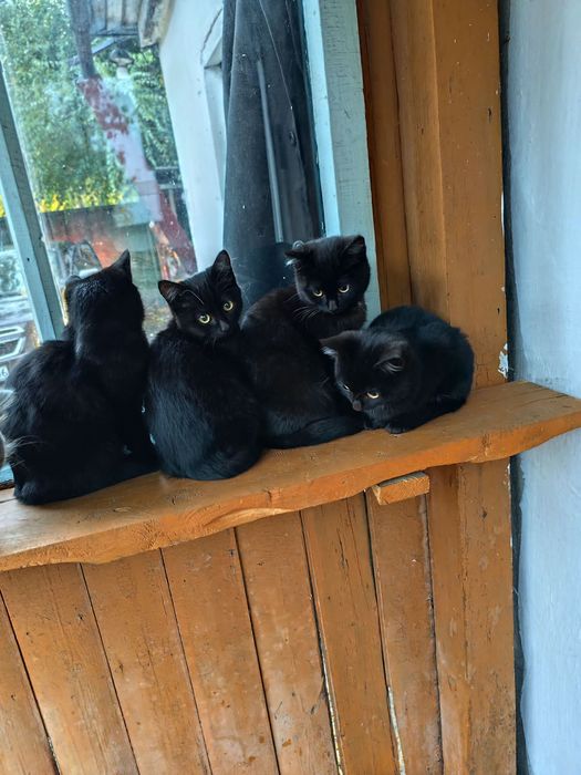 Котята отдам в хорошие руки