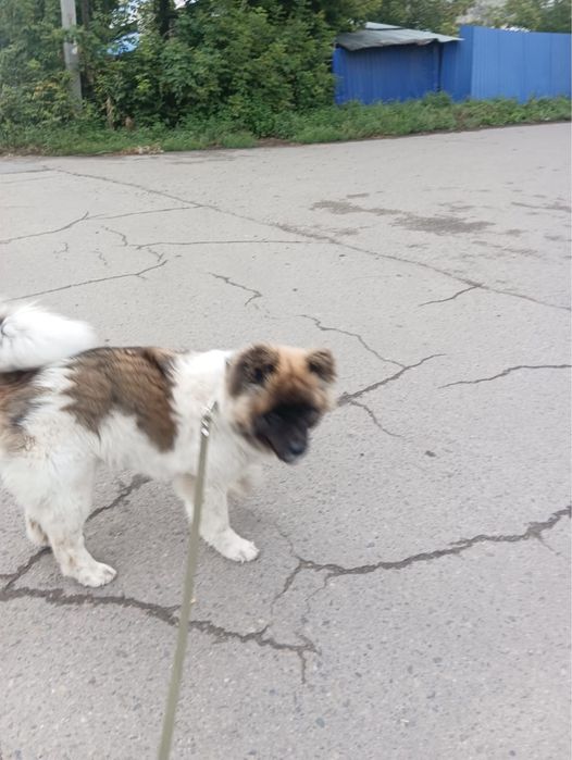 Отдам собаку в добрые руки даром